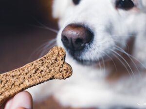 The Ultimate Guide to Primal Pet Food: A Healthy Choice for Your Pets