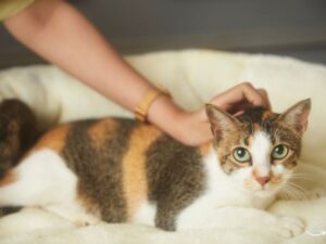 Pet Wellness Direct: Your Ultimate Guide to Keeping Your Furry Friends Healthy and Happy