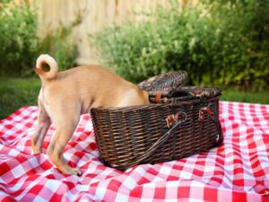 The Ultimate Guide to Solutions Pet Food: Healthy Choices for Your Furry Friends
