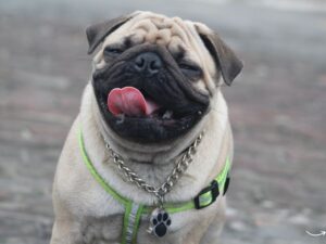 Bridgeview Pet Wellness: Ensuring a Happy and Healthy Life for Your Furry Friends