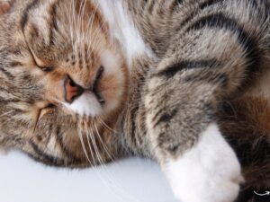 Magnolia Pet Wellness Center: Your Pet’s Health Haven