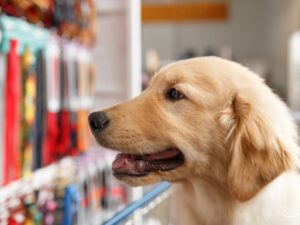 Arthur’s Pet Business: Building a Pawsitive Future for Pets and Owners