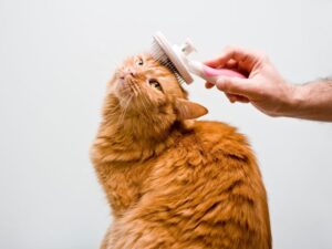Durango Pet Grooming: The Ultimate Guide for Pet Owners