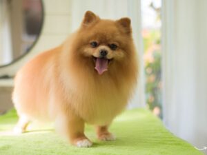 Understanding Pet Grooming Prices: A Comprehensive Guide
