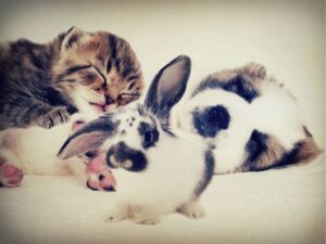 The Ultimate Guide to Pet Sitting: What You Need to Know