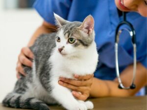 The Comprehensive Guide to Animal Clinics: What You Need to Know