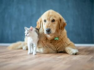 Heartfelt Words that Inspire Change: The Power of Animal Adoption Quotes