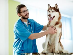 Emergency Animal Hospital: What You Need to Know When Your Pet Needs Urgent Care