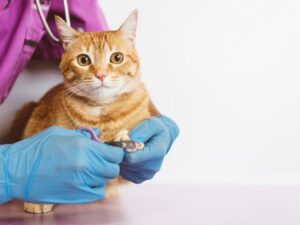 Companion Animal Hospital: Your Pet’s Best Friend in Healthcare