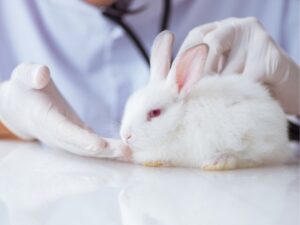 Why Best Care Pet Clinic Is the Ideal Place for Your Pet’s Health and Happiness
