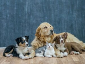 Pampering Your Pet with Style: Why Tender Loving Care Pet Salon is a Cut Above the Rest