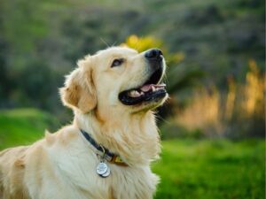The Ultimate Destination for Your Pet: Animal Care Center & Pet Resort