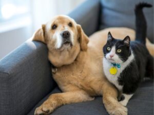 The Complete Guide to Animal Clinics: What You Need to Know