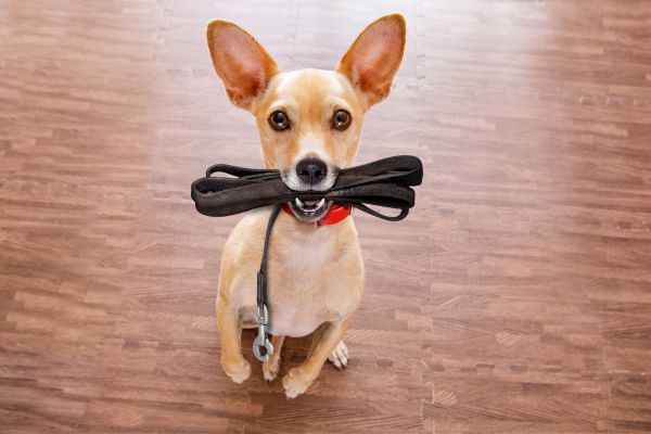 Training & behavior