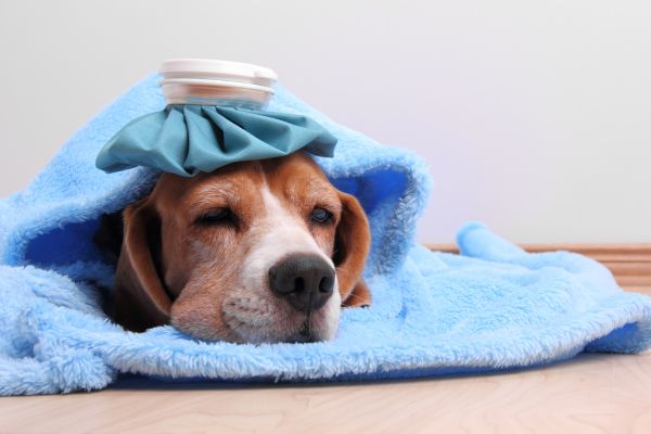 home remedies for sick pets