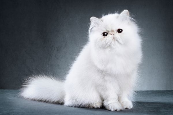 mental health for cats