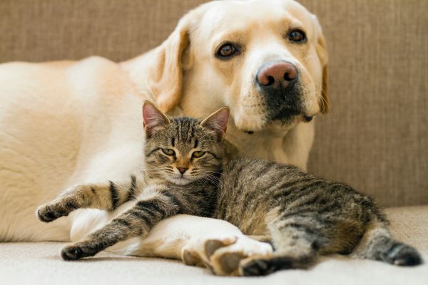 Balanced diet for puppies
