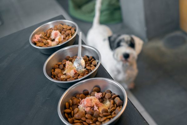 Top grain-free pet foods