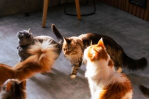 Low Maintenance Cat Breeds: The Purr-fect Companions for Busy Lives