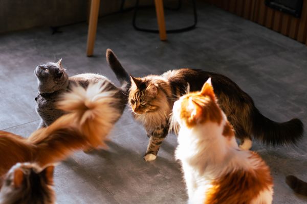 low maintenance cat breeds