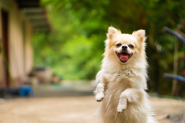 dog socialization with other dogs