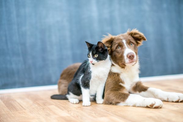socializing a new puppy