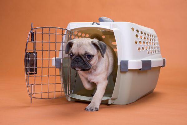 best crates for puppies