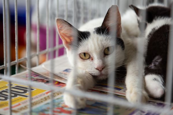 foster care for cats