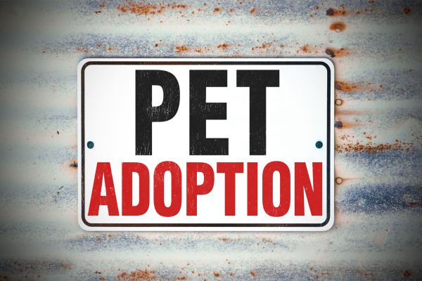 how to prepare for pet adoption