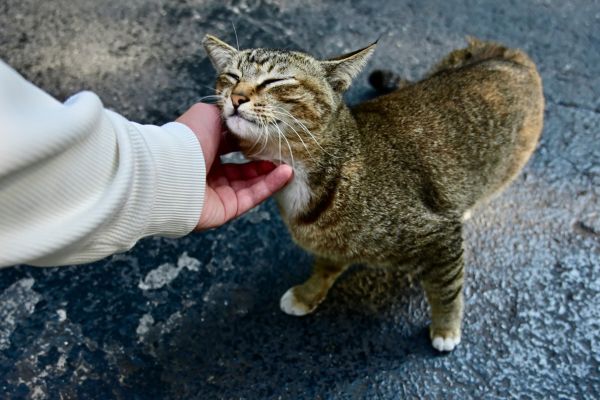 safe handling of amphibians