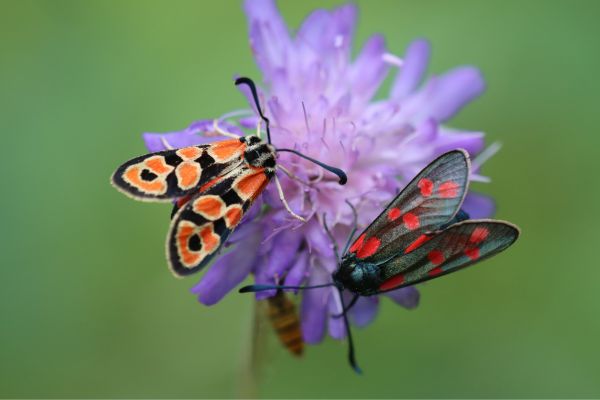 Threatened species