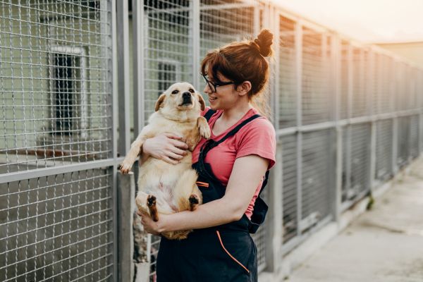 animal shelter volunteering benefits