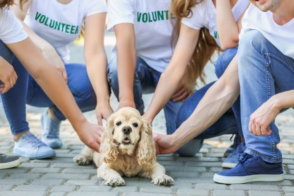 how to start volunteering at an animal rescue