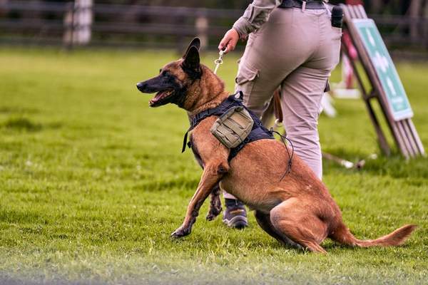 basic obedience commands every dog should know