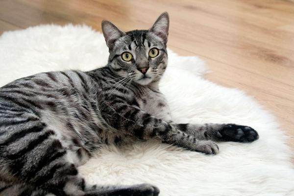 best cat breeds for apartments
