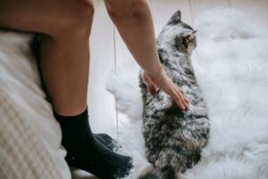 Best Deshedding Tools for Cats: Top Picks for Shedding Season
