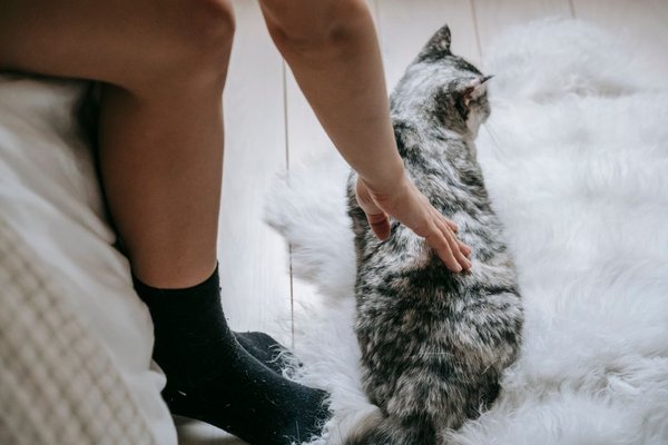 best deshedding tools for cats