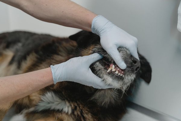 dog dental care at home