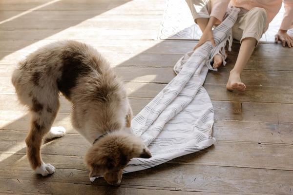 dog enrichment activities at home
