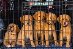 Puppy Crate Training Schedule: A Week-by-Week Guide