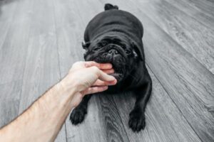 How to Stop Puppy Biting: 8 Proven Techniques