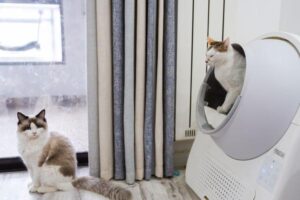How Many Litter Boxes Should You Have? The N+1 Rule Explained