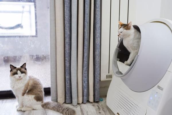 how many litter boxes should you have per cat