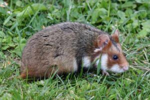 Hamster Hibernation vs Torpor: When It’s an Emergency