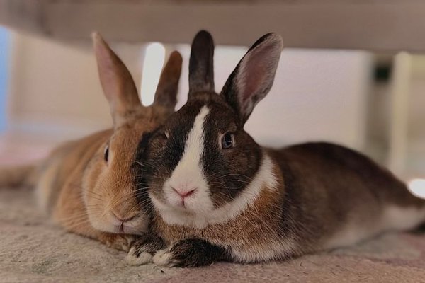 rabbit proofing a room checklist