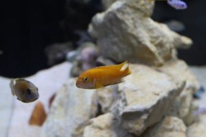 Aquarium Lighting Guide: Choosing Light for Fish and Plants