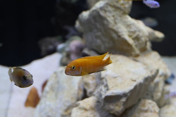 aquarium lighting guide