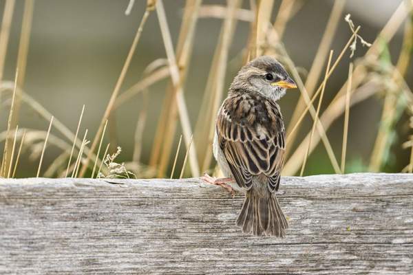 birdwatching for beginners