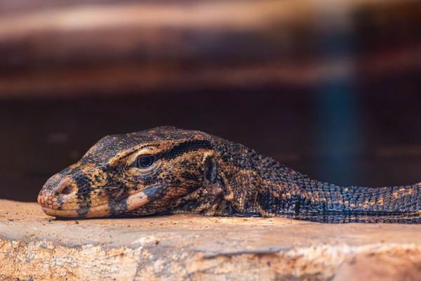 brumation in reptiles