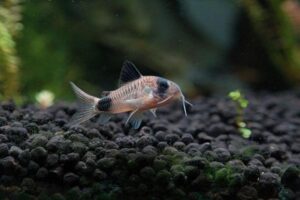 Cory Catfish Care: Tank Setup, Groups, Feeding, and Water